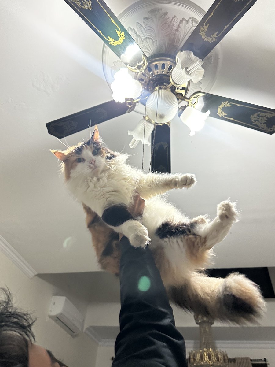 halo aku kucing tweet media