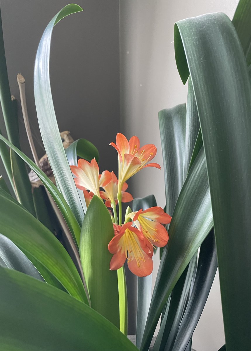 ArtsyRadish's tweet photo. My Amaryllis plant flowered for the first time in 12+ years. I ”rescued” this plant from my husband when we first me (12 years ago). Let’s just say that he didn’t have a green thumb & the poor thing was close to death. Now it’s thriving ♥️
#amaryllis #nature #flowers #spring https://t.co/B1pyAvkKfz