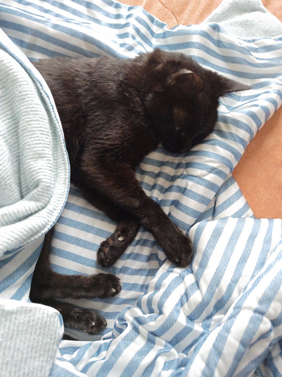 nnnagentlevel3's tweet photo. おはよぉぉぉ猫ちゃん
昨日ふらついて転けたので
人族の寿命はまた100年縮みました
猫ちゃんもびっくりしたよね
人族あと1000年は寿命捧げれるので
のんびり過ごしてね https://t.co/jrqb9xFOb1