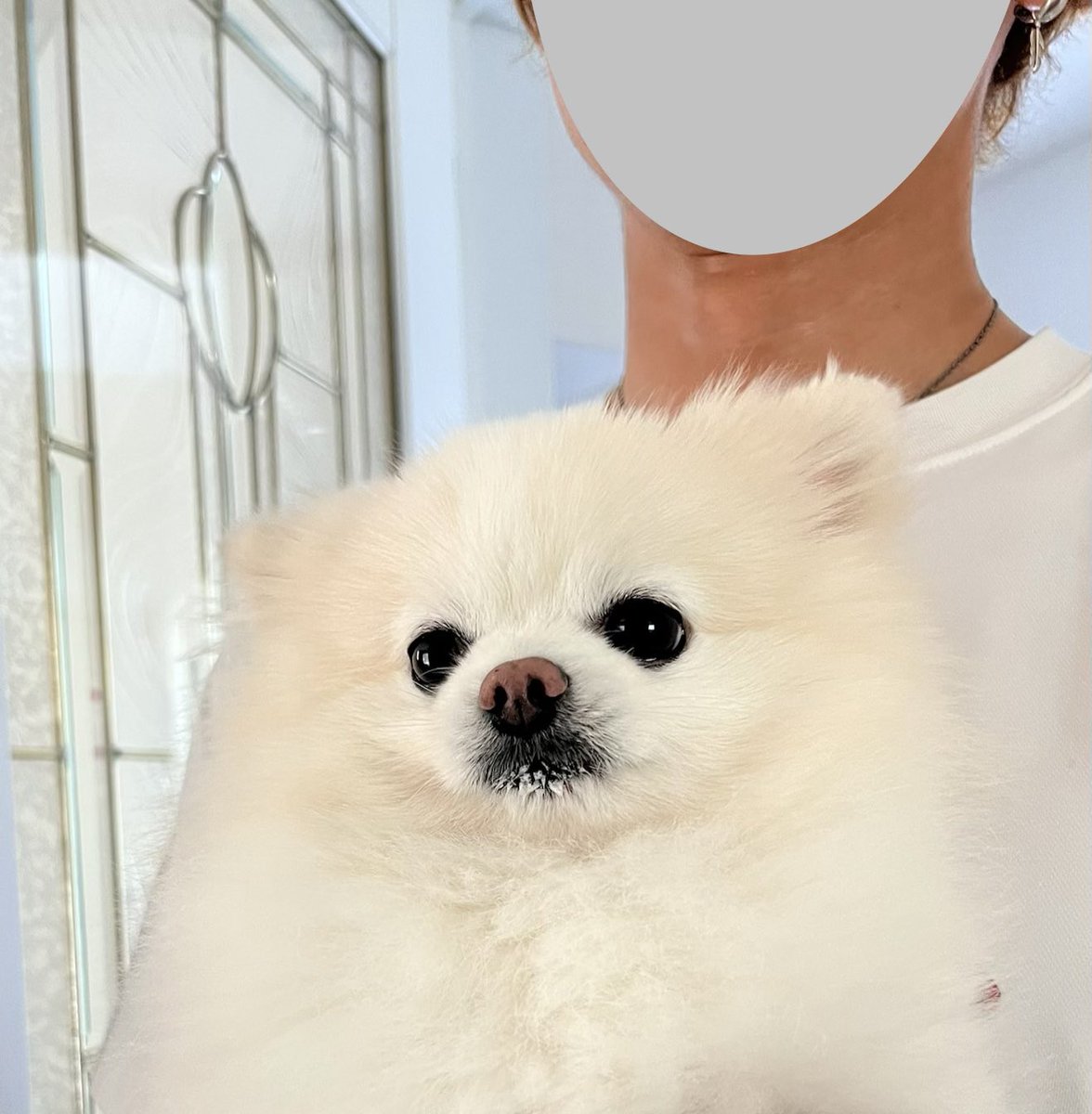 boku_ponchan's tweet photo. 朝んぽにて、クン活たくさん楽しんできた証拠(泡)つけて帰ってきたかわいーかわいー犬 https://t.co/BGDlyssVzG