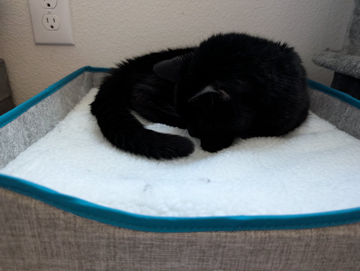 RoyChiato's tweet photo. Cedric likes his new bed. 😺 https://t.co/5t8fU9fd38