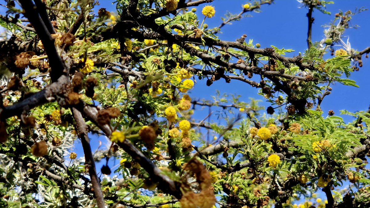 narber_nature's tweet photo. Huizache.
Las bolitas amarillas no son una sola flor, sino docenas de flores diminutas agrupadas. Este árbol permite la fijación de nitrógeno y atrae a polinizadores.
#biodiversidadmexicana #naturaleza🍃 #polinizacion #Naturaleza #fotografiaurbana #educacionambiental https://t.co/o1N1uLEG3q