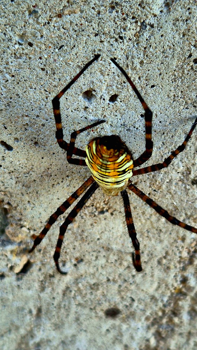 narber_nature's tweet photo. Araña de jardín
A pesar de su apariencia intimidante, es inofensiva para las personas y extremadamente útil para el control natural de los insectos.
#insectosdemexico #macrofotografia #naturaleza🍃 #insectos #InsectosBeneficiosos #arañas #Naturaleza #fotografiaurbana https://t.co/KYZImTCFrN