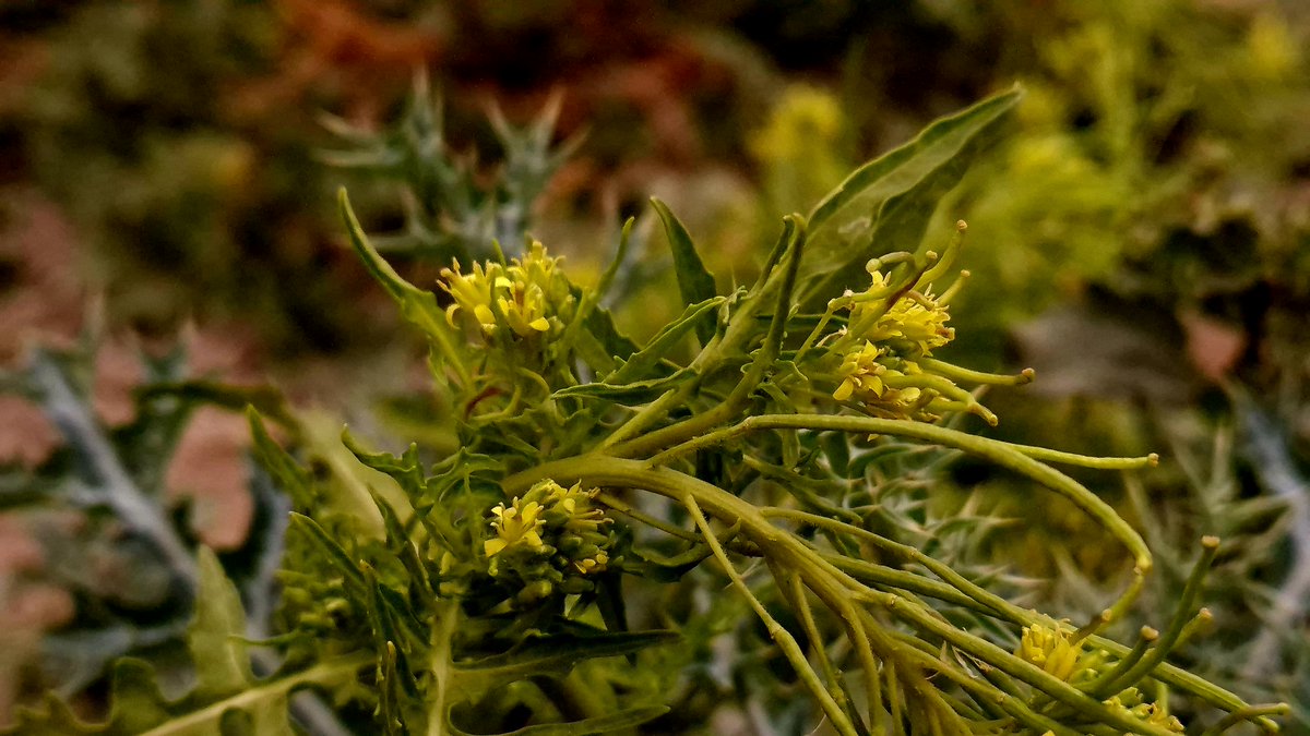 narber_nature's tweet photo. Hierba hedionda o Mostacilla
(Sisymbrium irio)
Es facilmente reconocible por sus flores amarillas y sus frutos alargados llamados siliculas.
#plantassilvestres #macrofotografia #naturaleza🍃 #Naturaleza #fotografiadeflores #fotografiaurbana #biodiversidad #educacionambiental https://t.co/pZGW8JexmP
