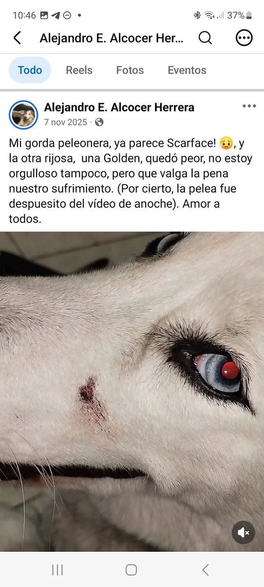 Q7Angels's tweet photo. @SalvemosABenito @Target184 Ojalá le vaya bien a la perra porque el dueño ha hecho publicaciones muy cuestionables https://t.co/535CkIsrfB