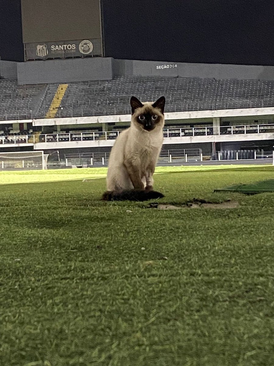 duardosfc_'s tweet photo. é de se estudar a relação santos futebol com gatos https://t.co/cNuYqHR88c
