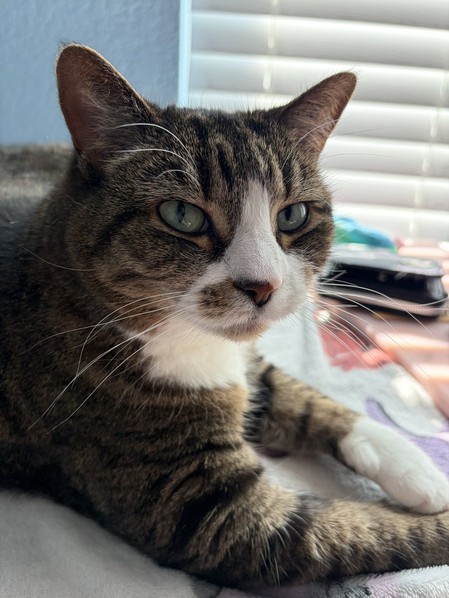 GinjaKat's tweet photo. @MataraKan Here are my four cats! In order: Hamilton, Alexandra, Percy, and Lucy https://t.co/21nrQ17AGI