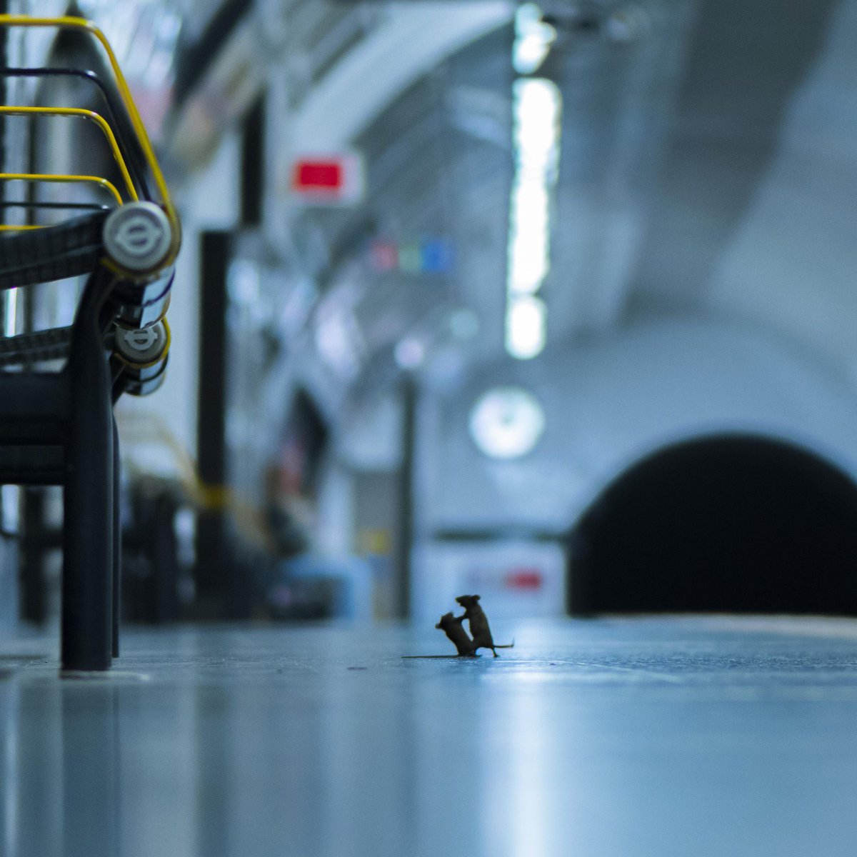 ElBuenChriz's tweet photo. Imágenes de ratas peleando en el metro de Londres con musica de linkin park de fondo: https://t.co/9gzlnMWpxi