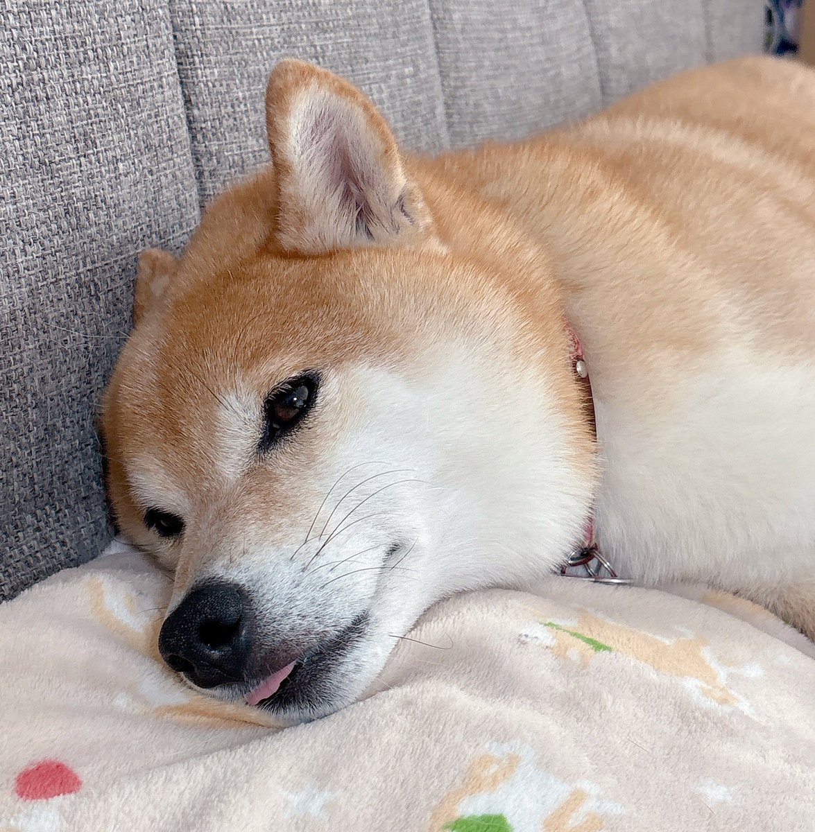 今日もまったりの柴 #柴犬