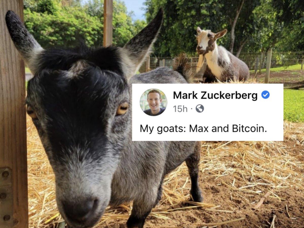 CoinGoatApp's tweet photo. #bitcoin #goats https://t.co/grtRpvBGg2