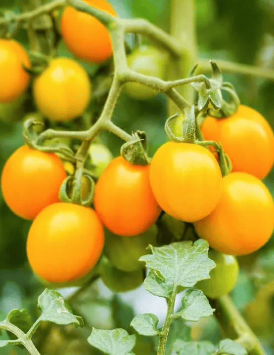 carmenspiegel1's tweet photo. Just tried the new organic cherry tomatoes! Super juicy, sweet, no bland aftertaste—perfect for salads or snacking. 10/10 would buy again!， https://t.co/IucR8NDPf2