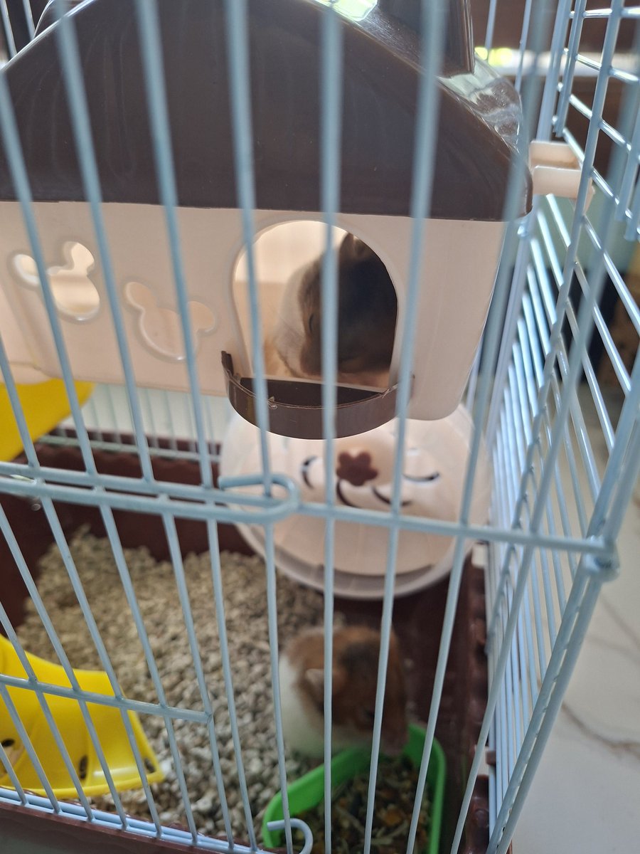ypJungwon's tweet photo. hmm i need to give them names :p https://t.co/JTK7tziIOD