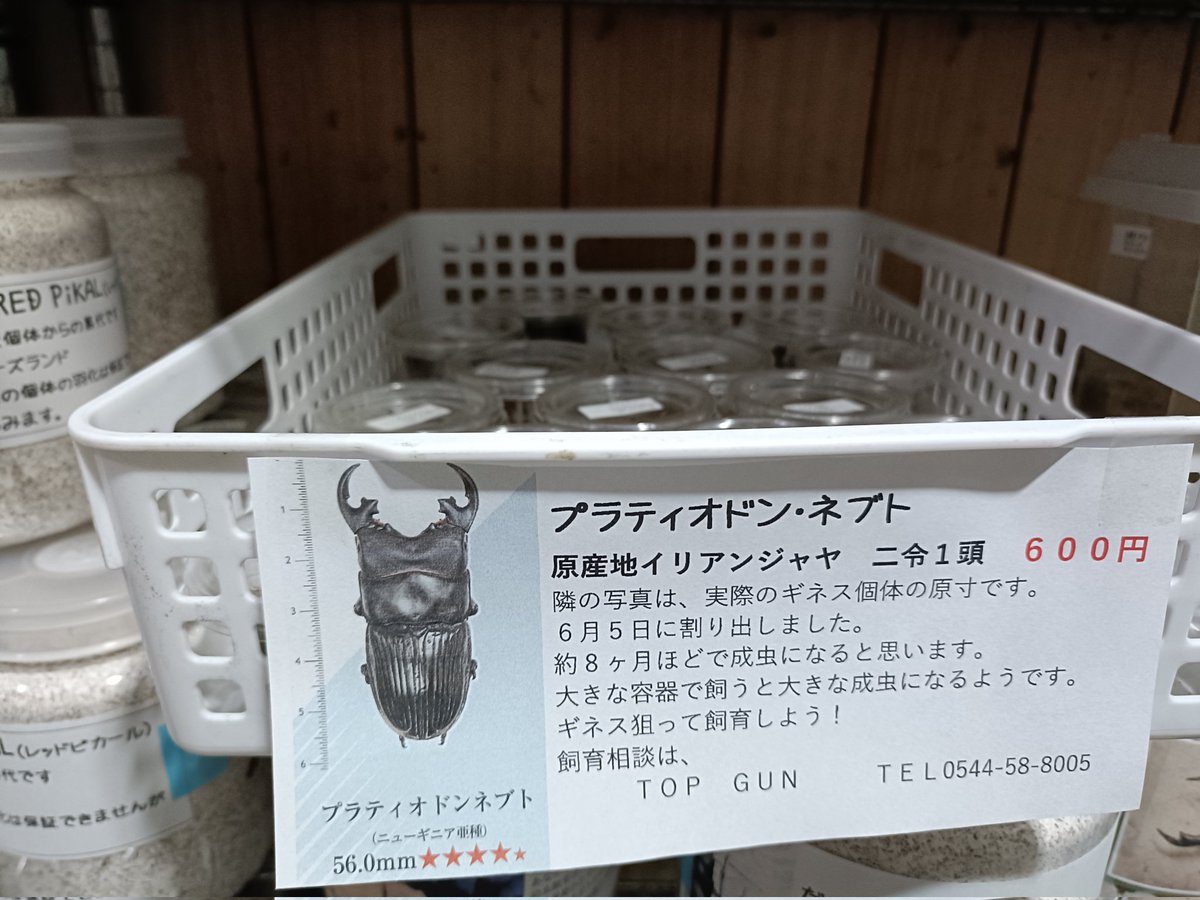 10pGun's tweet photo. 今週の売り出し商品
台湾トサカのホワイトアイ
サイズフリー♂♀ペア２５００円
プラティオドンネブトのニ令１頭６０0円
レコード系のツシマヒラタ７０００円
サキシマヒラタ珍しい与那国島６０００円
アマミヒラタ５０００円
アマミシカ６０００円
スジブトヒラタ６０００円 https://t.co/OkBcfVzrVy