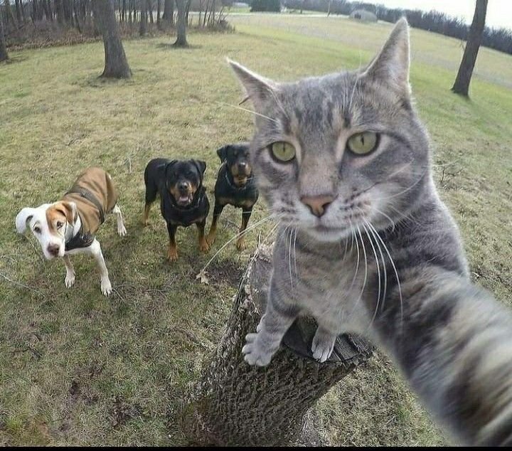 fwcatty7's tweet photo. Let me take a selfie 🤳 🤪 https://t.co/2CL5QIutS5