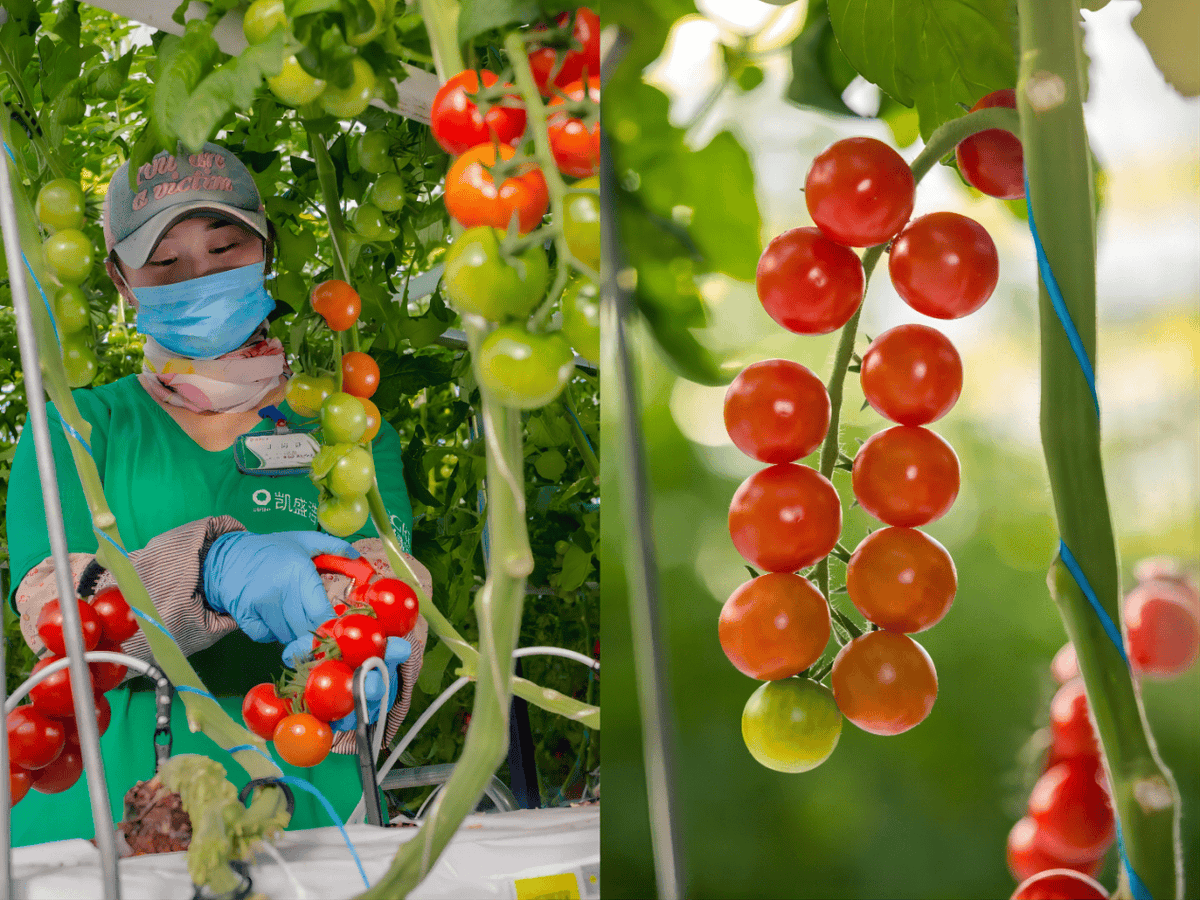 AhmetDiebiri46's tweet photo. Just tried the new organic cherry tomatoes from the local farm! Sweet, juicy, and bursting with fresh flavor—no bland aftertaste at all. Perfect for salads or snacking. Highly recommend! ， https://t.co/9mkkuMAVno