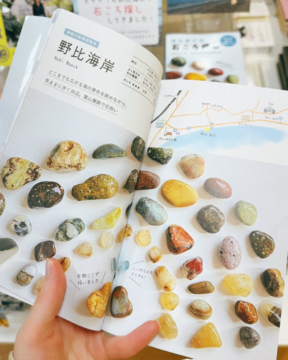 kuma_kurihama's tweet photo. 💎スタッフおすすめ💎
『はじめての石ころ探し』

巻頭に野比海岸が掲載✨
他にも観音崎や鴨居、秋谷など近隣の海岸が多数紹介されてます！

石の見分け方や磨き方なども載っているので、拾ったあとも楽しめます

スタッフが野比海岸で見つけた石も展示中🧸
この本を片手に石ころ探ししてみませんか？ https://t.co/R1bYxAyM67