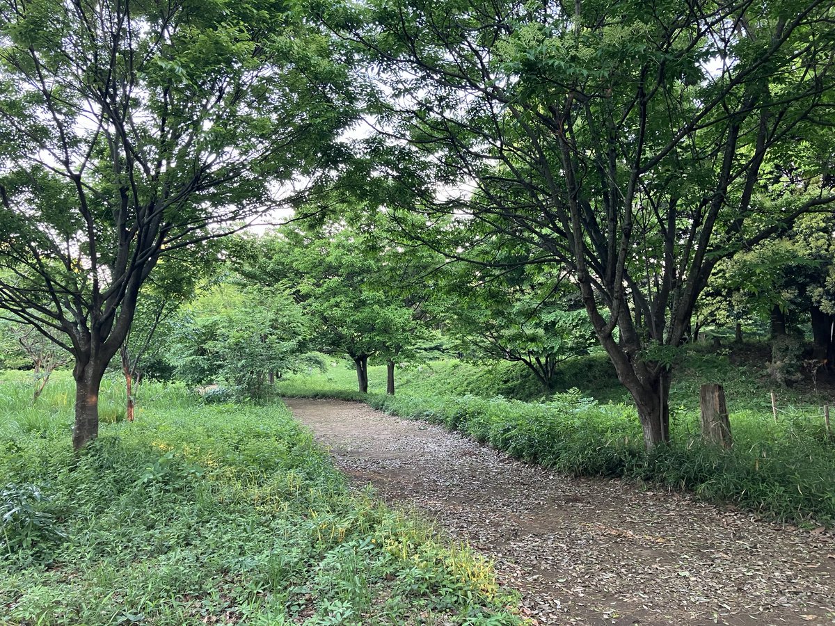 shimacoji's tweet photo. あと、こういうとこ行くと、「虎口、虎口はどこだ…？」と探し回るなど。

こちら、地形や遺跡はそのままにたっぷり植樹してあって雰囲気良かったです。 https://t.co/4ayKbXe1Wy