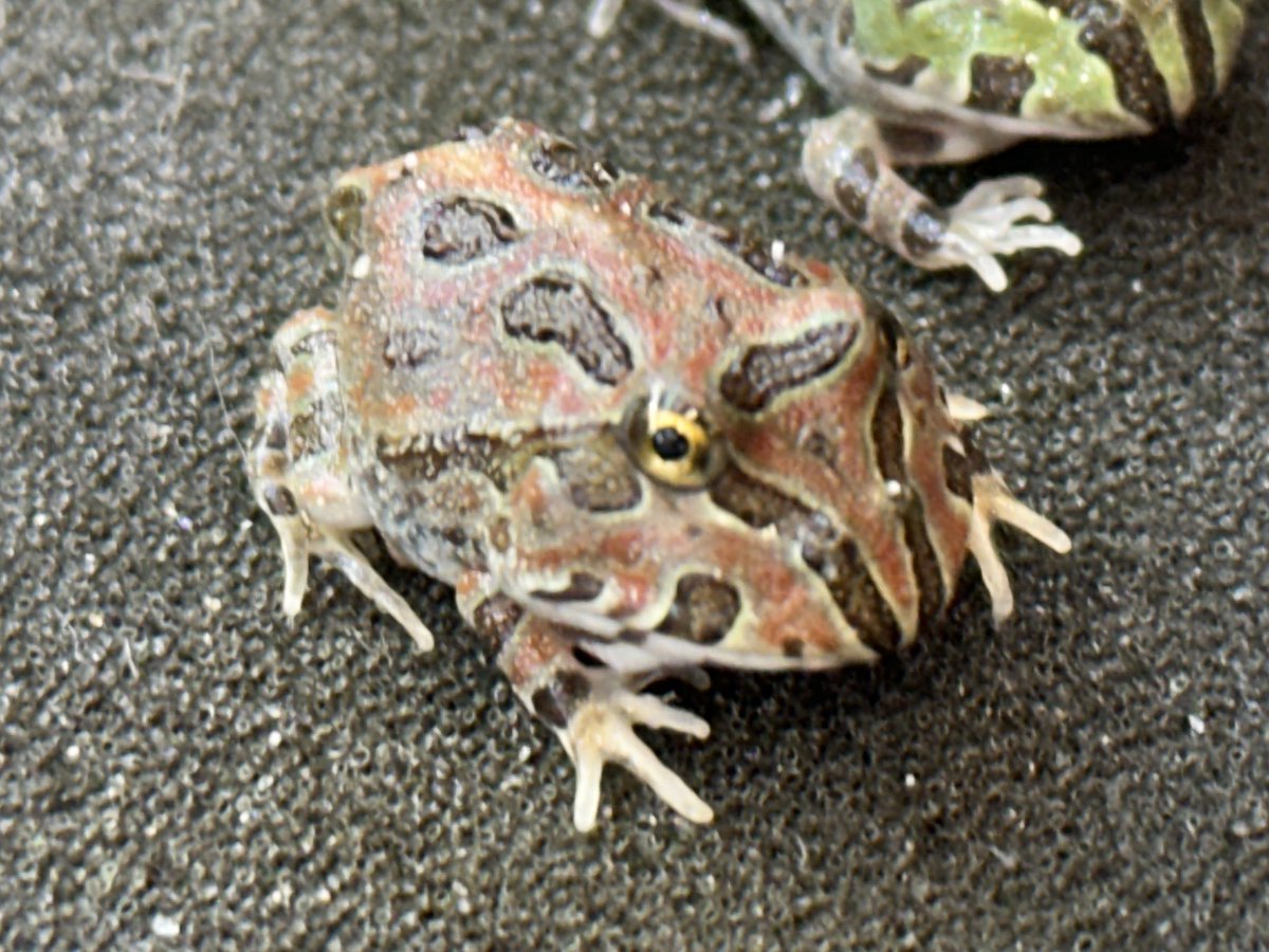Bears_Frog's tweet photo. ホオチャコ(ホオコケツノガエル×チャコガエル)続々上陸中です🐸
今回はたくさんいるため前回よりお安くなっております🙇‍♀️
オタマの販売は今週末くらいで終わりになります😅
ホオチャコとクラチャコのみ今回はSHOP様への卸売も可能です🙇‍♀️
 お迎えお待ちしております🙇‍♀️ https://t.co/Ti7XzLtVNT