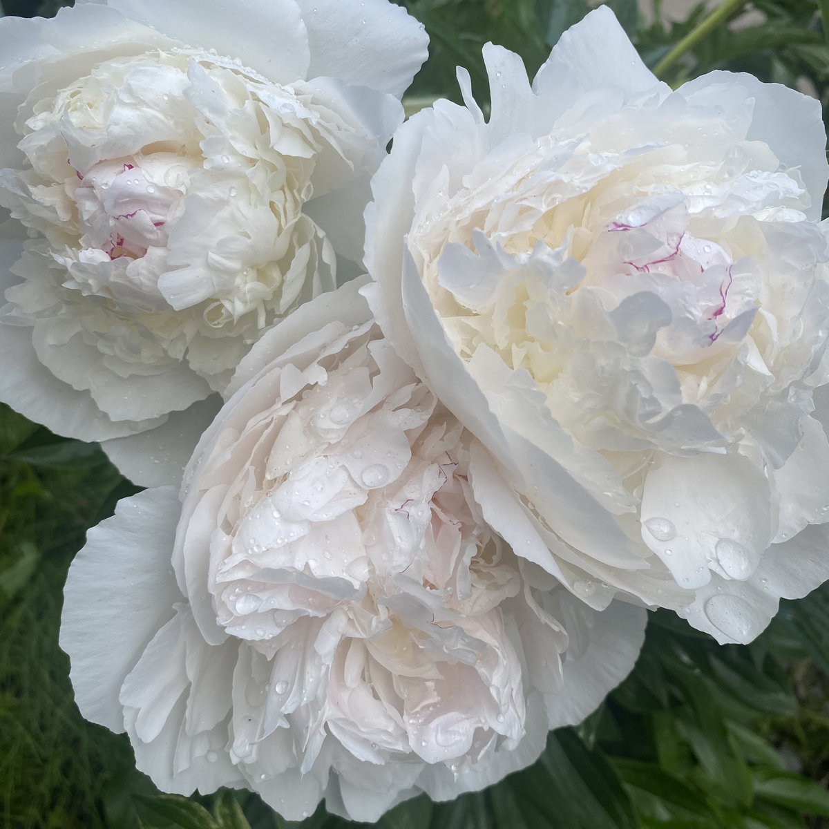 kitune_yn's tweet photo. 雨上がりの芍薬も綺麗
(花持ちするように大雨の時は傘かぶせている過保護っぷり  小雨の時はそのまま) https://t.co/pd6vPel2zs