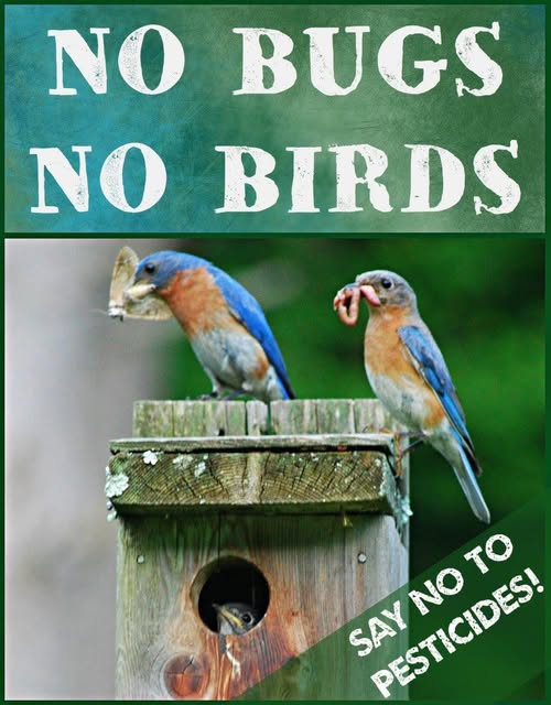 ZientekMary's tweet photo. Saving Monarchs
Majority of birds eat insects so stop poisoning your yard and plant native plants that attract insects.
#pesticides
#pesticidefree
#savingmonarchs
#ChemicalFree
#birds
#birding https://t.co/rQiEgHiTgG