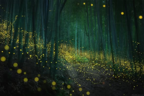 digidavey's tweet photo. One of my most extraordinary and enchanting experiences was photographing fireflies in Japan. The hotaru season, which refers to fireflies in Japan, lasts from May to around July in different regions of the country. I chose Kyushu Island for its stunning natural beauty as my destination.

In these images, you can see hime-botaru, which are the synchronized fireflies that emit light dots. There are also Genji fireflies, which leave a long trail as their light gradually dims.

Fireflies are highly sensitive to ecological conditions. Unfortunately, their numbers have declined in recent years, making it increasingly challenging to find them. Sometimes, they only light up for a span of two or three days, and this information can only be found among local photographers.

To accomplish this project, I selected a few very dark locations, such as torii gates nestled in deep forests or vast bamboo forests. I arrived at each location well before 8-9 p.m., when the first fireflies begin to appear. I found the best composition, set up my cameras, and eagerly watched. Initially, only a few fireflies blinked slowly, rising from the leaves.

I felt like a child gazing at a Christmas tree for the first time in my life! It was incredibly thrilling and enchanting, akin to witnessing magic. At a certain moment, the fireflies synchronized and began blinking in unison. Yellow-green flashes illuminated the forest with a gentle glow, and for a few milliseconds, I glimpsed mystical shrines and the dreamlike bamboo forest. 

It was akin to a meditative experience—being immersed in a deep, dark space surrounded by soft emerald light, if only for a few seconds!

As a fan of anime, particularly of Hayao Miyazaki, I drew inspiration from his works for this project. His films are always imbued with kindness and philosophical themes.

For this project, I utilized two cameras and two bodies. Essentially, from a single day's shoot, there would only be two images if you have two cameras. I used the Nikon Z 7 with a 58mm 1.4 Nikkor lens and the Nikon D850 with a 24-70 Nikkor 2.8 lens. It is crucial to have a wide-open aperture lens for capturing these scenes.

Moreover, you cannot leave your camera exposed for more than approximately 5 minutes, as it would result in numerous hot pixels. Therefore, each photo consists of 100-120 exposures, with each exposure lasting 20-25 seconds, merged into one long exposure using StarStax software, similar to creating star trails. 

Ultimately, you see this "map" of fireflies rising in the forest. However, no single photograph can truly convey the feeling of witnessing fireflies with your own eyes. 
[Daniel Kordan]