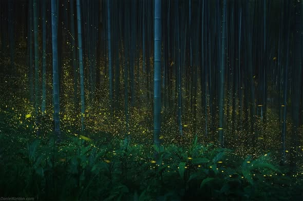 digidavey's tweet photo. One of my most extraordinary and enchanting experiences was photographing fireflies in Japan. The hotaru season, which refers to fireflies in Japan, lasts from May to around July in different regions of the country. I chose Kyushu Island for its stunning natural beauty as my destination.

In these images, you can see hime-botaru, which are the synchronized fireflies that emit light dots. There are also Genji fireflies, which leave a long trail as their light gradually dims.

Fireflies are highly sensitive to ecological conditions. Unfortunately, their numbers have declined in recent years, making it increasingly challenging to find them. Sometimes, they only light up for a span of two or three days, and this information can only be found among local photographers.

To accomplish this project, I selected a few very dark locations, such as torii gates nestled in deep forests or vast bamboo forests. I arrived at each location well before 8-9 p.m., when the first fireflies begin to appear. I found the best composition, set up my cameras, and eagerly watched. Initially, only a few fireflies blinked slowly, rising from the leaves.

I felt like a child gazing at a Christmas tree for the first time in my life! It was incredibly thrilling and enchanting, akin to witnessing magic. At a certain moment, the fireflies synchronized and began blinking in unison. Yellow-green flashes illuminated the forest with a gentle glow, and for a few milliseconds, I glimpsed mystical shrines and the dreamlike bamboo forest. 

It was akin to a meditative experience—being immersed in a deep, dark space surrounded by soft emerald light, if only for a few seconds!

As a fan of anime, particularly of Hayao Miyazaki, I drew inspiration from his works for this project. His films are always imbued with kindness and philosophical themes.

For this project, I utilized two cameras and two bodies. Essentially, from a single day's shoot, there would only be two images if you have two cameras. I used the Nikon Z 7 with a 58mm 1.4 Nikkor lens and the Nikon D850 with a 24-70 Nikkor 2.8 lens. It is crucial to have a wide-open aperture lens for capturing these scenes.

Moreover, you cannot leave your camera exposed for more than approximately 5 minutes, as it would result in numerous hot pixels. Therefore, each photo consists of 100-120 exposures, with each exposure lasting 20-25 seconds, merged into one long exposure using StarStax software, similar to creating star trails. 

Ultimately, you see this "map" of fireflies rising in the forest. However, no single photograph can truly convey the feeling of witnessing fireflies with your own eyes. 
[Daniel Kordan]