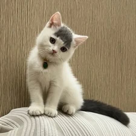apopresent's tweet photo. เจ้าหนูหน้าม้า 🫪🐱💛☀️⭐️ https://t.co/fA8HrCRisA