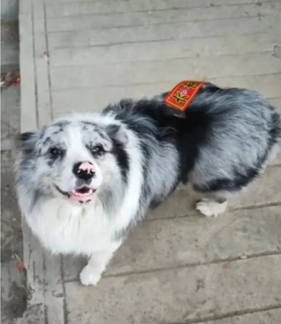 AuCoeurAnimaux's tweet photo. Chine : son border collie de 8 ans est volé, vendu 24 € à un restaurant… et mangé 😡
Chutou, un border collie de 8 ans suivi par plus de 1,5 million d'abonnés sur le réseau social chinois Douyin, a été volé dans le district de Ningling (province du Henan) le 11 mai 2026 alors https://t.co/0XxwzTLpYm