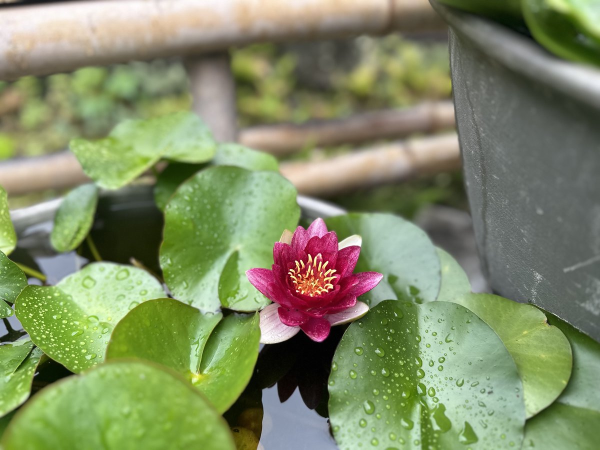 Ericactive811's tweet photo. 今日も、鎌倉はきれいだった。雨や曇りが情緒になる場所。紫陽花から蓮の花まで。みんなちがって、みんないいの世界で、わたしを巡らせる時間。明日から、いよいよ文具女子博です。5日間、まんまる笑顔でがんばります。 https://t.co/iyqycTYbwx
