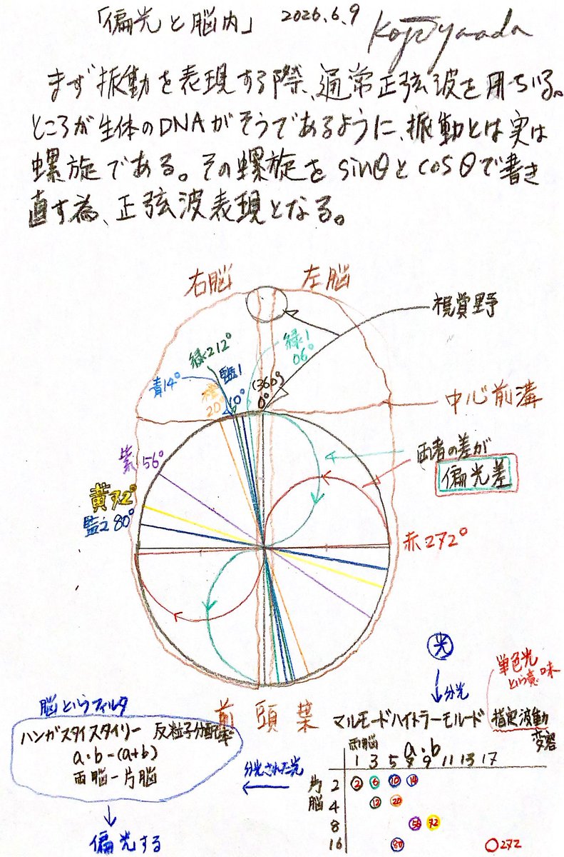 koji_yamada_7's tweet photo. 「偏光と脳内の関係」
　本日の授業から。
　偏光は脳フィルタが創る。脳フィルタ(前頭葉フィルタ)。
　光は分光すると(例えば虹🌈)単色光に分かれる。それは単色光の波長が違うから。その基準がマルモードハイトラーモールド(指定波動変容、a両脳×b片脳)。その光の性質を使い、脳内(前頭葉)では、偏光差をニューロンの回線(樹状突起1〜5ch)に振り分け、様々な思考をしている。それがハンガスタイスタイリー(反粒子分配率、ab-(a+b))。つまり偏光は人ならではということ。