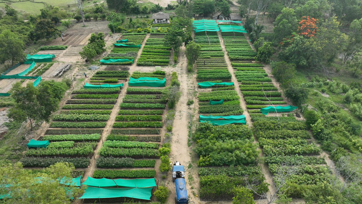frospalli's tweet photo. A look at nursery being raised under different schemes at Burupada Permanent Nursery of Samantiapalli Range. https://t.co/ANr861lyBm