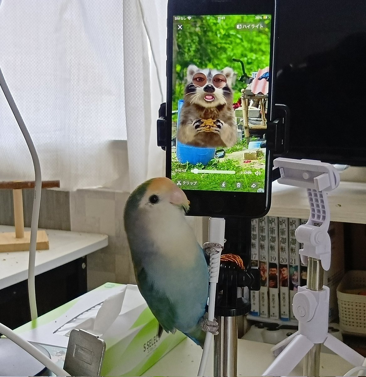 tomokoro56's tweet photo. スマホ操作私より使いこなしてる
ひらりさんも元気いっぱいです🐦

ライブ配信終わってトイレ行ってる間にアーカイブ見てましたwww
 #コザクラインコ https://t.co/GggjXovIHo