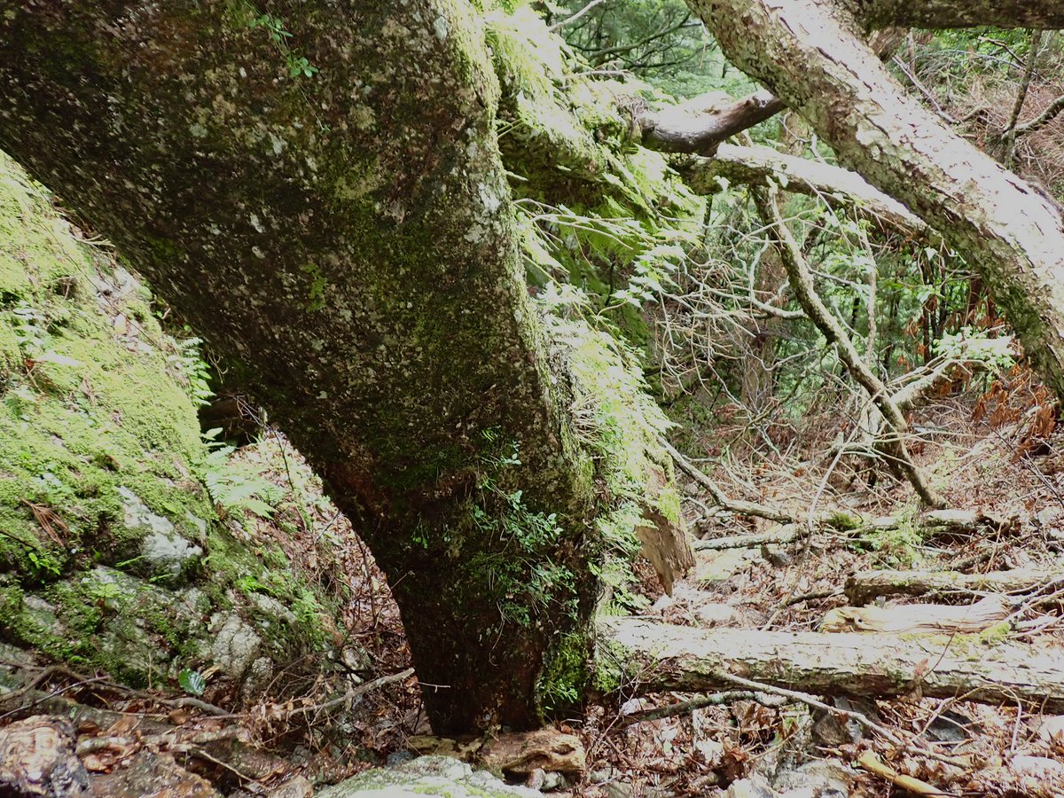 okapi6721's tweet photo. 崖を登ると巨樹が倒れていた。おそらく台風の影響だろう。ヤシャビシャクなどのなかなか近くで見れない種を見ることが出来た。
そしてその木に着生していたこの植物、全く何か分かりません…。どなたかお教えいただけないでしょうか？ https://t.co/GO2t9GyHvp