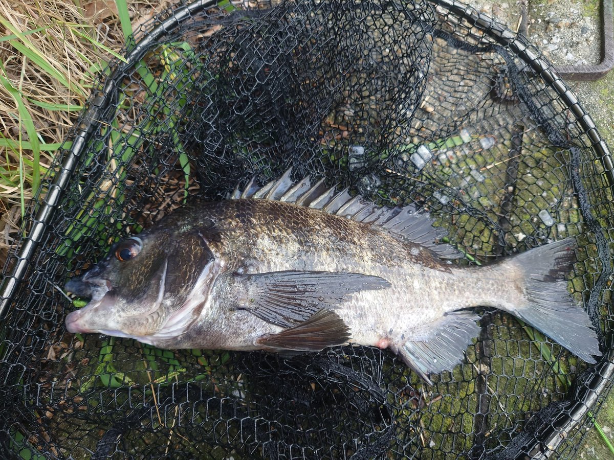 r31P7Fx2IotyGC9's tweet photo. 久しぶりのグロムでチニング
4匹釣れたヽ( ・∀・)ノ
#lower86
#Fishman
#IMZ
#アーバンツイスター https://t.co/4cvqy3z4ul