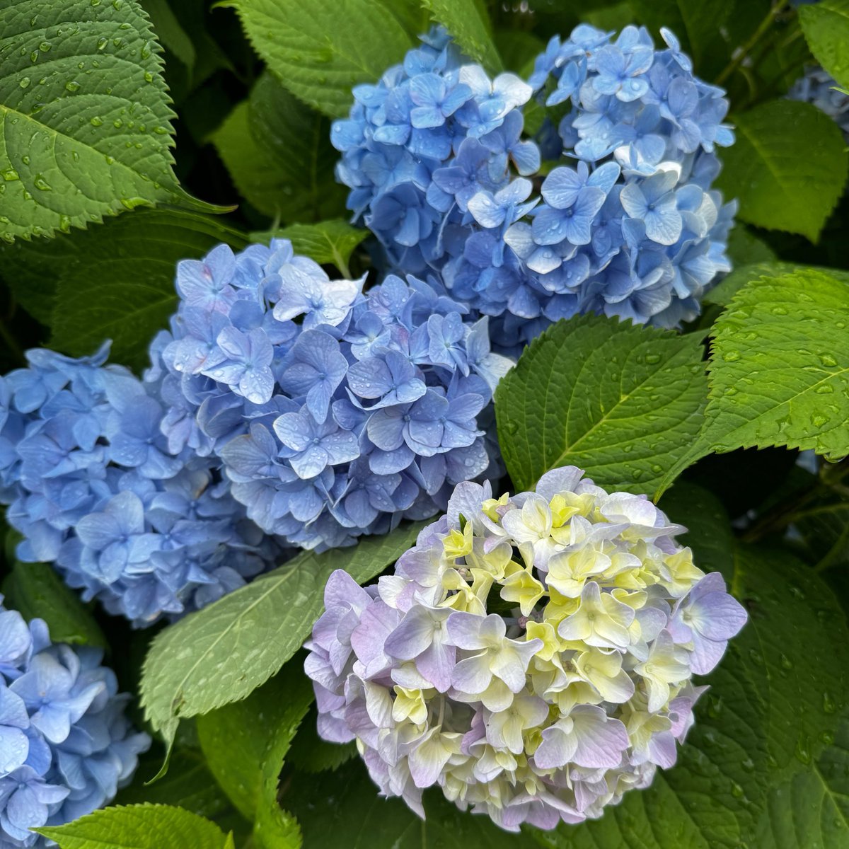 composer_usako's tweet photo. 最近あらためて、やっぱり自分に合う環境でゆったり過ごす時間って大切だなぁと思います😊 https://t.co/RkWMix8HIs