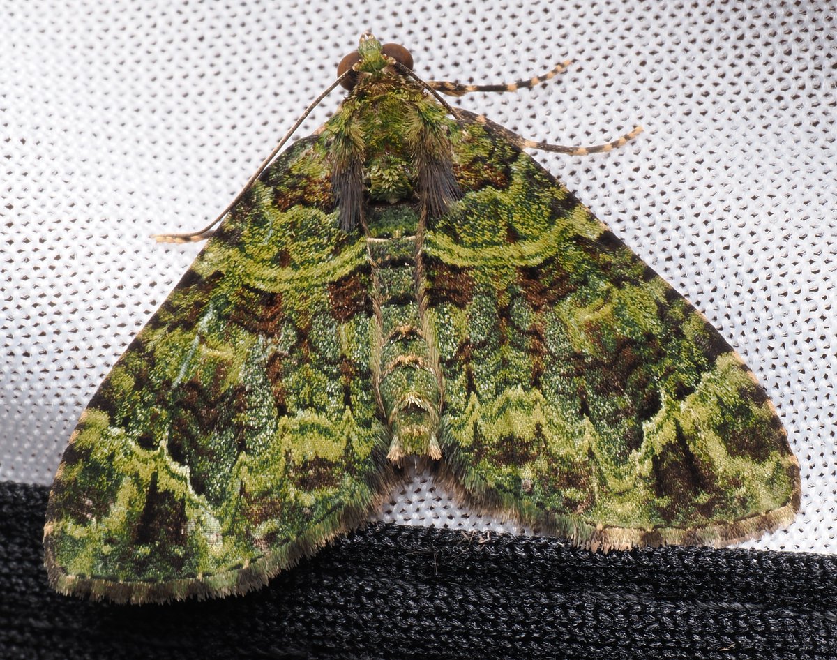 AlanRockefeller's tweet photo. I brought a 50 watt ultraviolet light (395 nanometers) to Costa Rica and it attracted a lot of cool stuff to the projector screen I am using as a moth sheet. https://t.co/D2X8xB2pp2
