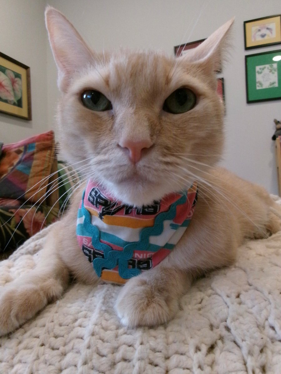 TravisTabbyCat's tweet photo. #mancatmonday https://t.co/f9zlybxF1C https://t.co/b8vt9sD9h7
