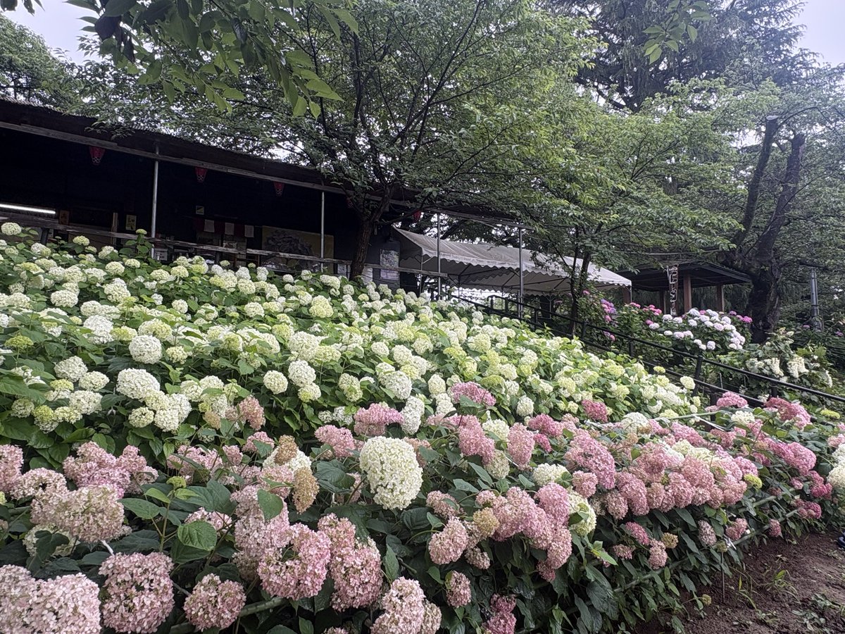 Sattetourism's tweet photo. あじさいの様子をご案内
2026.6.9

pic.1 アナベルが見頃です
pic.2 中腹にある一面のアナベルは２色のコントラストがキレイ✨
pic.3 品種によって咲き頃が違うため、まだまだ楽しめます https://t.co/3utQpCNx3I