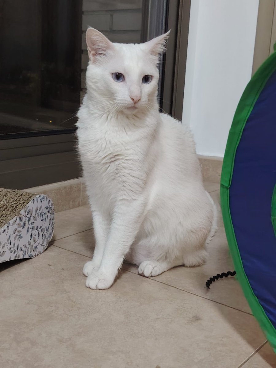 Solopar53137293's tweet photo. #Adopció conjunta Jazz i Blues 🐱🐱💜
Adopció solidària (només xip). Testades, vacunades i esterilitzades. Poden viatjar.
WhatsApp ☎️ 646689901
Van venir de Cadiz fa uns mesos, han avançat molt en socialitzar, hi haurà assessorament. No volem que vagin a una protectora #Deltebre https://t.co/ydvaoFmPcX