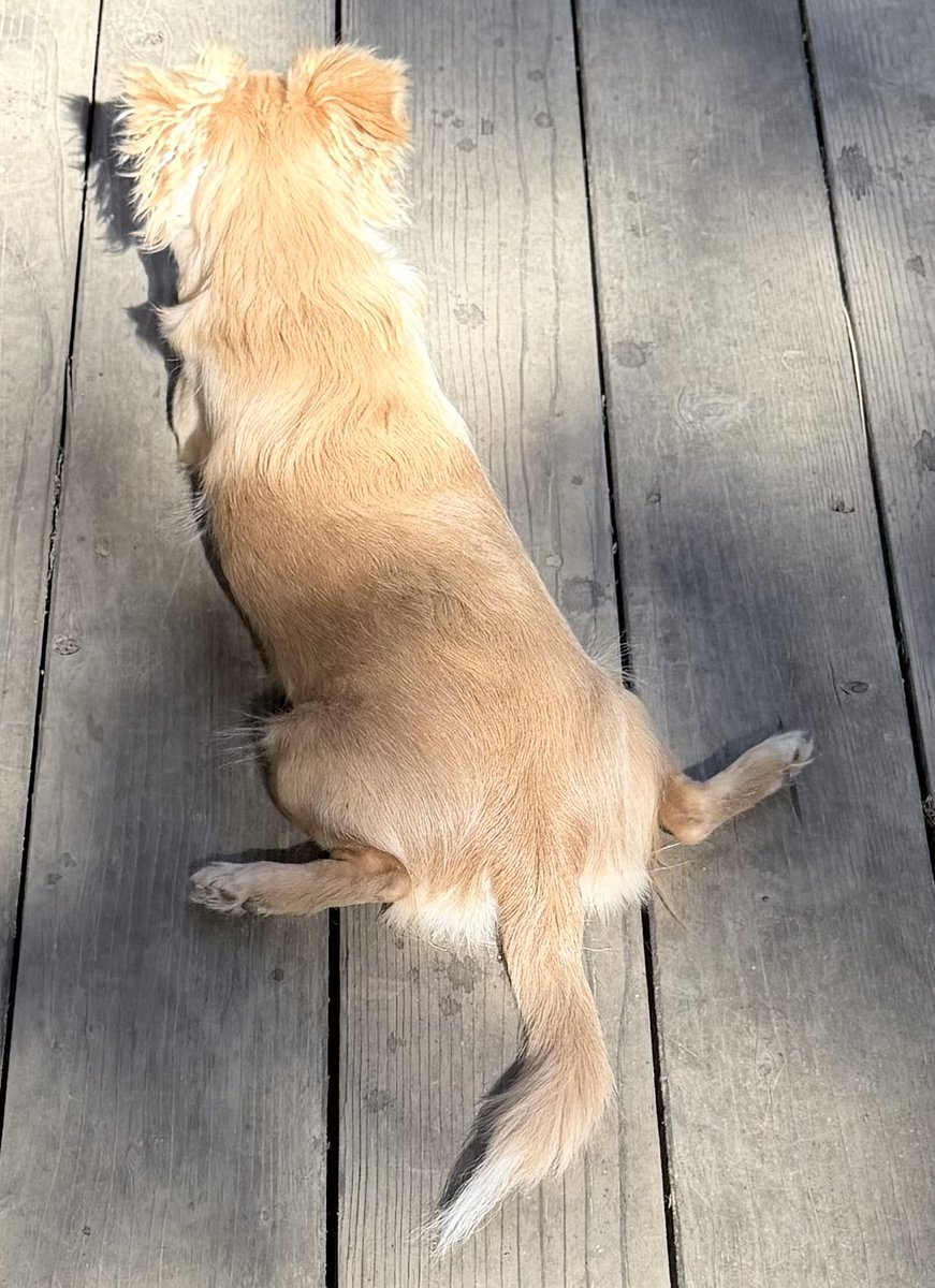 Mogeter's tweet photo. @PhilSledge My new chihuahua baby! https://t.co/xpfmUn7Pub