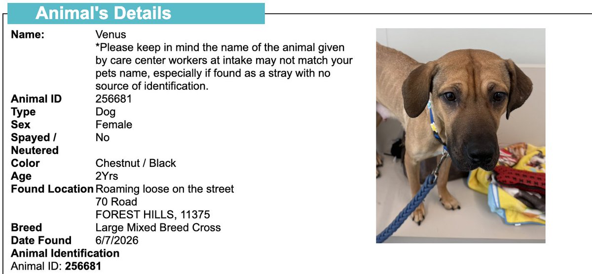 BeeDoDoobieDo's tweet photo. NYC STRAY DOG ALERT🆘
💔They may NOT get out alive💔

☎️Call NYCACC at 212-788-4000 and ask for dog by animal i.d. # in picture below.  #256681

🆘Posted by #TeamAnimalVoice https://t.co/BqglKPhX4u
