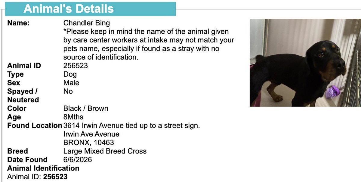 BeeDoDoobieDo's tweet photo. NYC STRAY DOG ALERT🆘
💔They may NOT get out alive💔

☎️Call NYCACC at 212-788-4000 and ask for dog by animal i.d. # in picture below.  #256523

🆘Posted by #TeamAnimalVoice https://t.co/LoPQTKIZxQ
