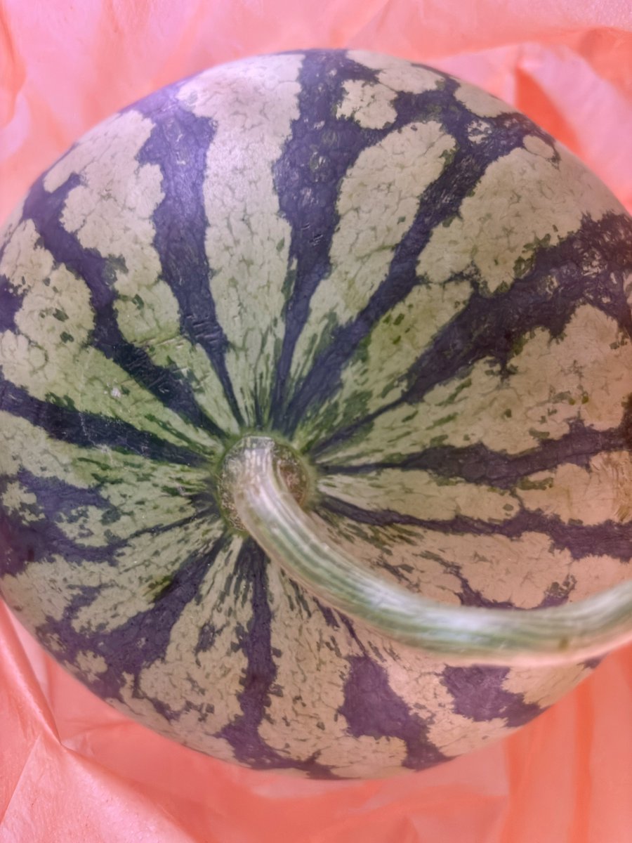 Retune432's tweet photo. 本地的西瓜🍉 3元一斤。
早晨刚摘的，还带着西瓜霜。
刀刚碰到外皮就自己裂开了。 https://t.co/nVX0YsD8Zf