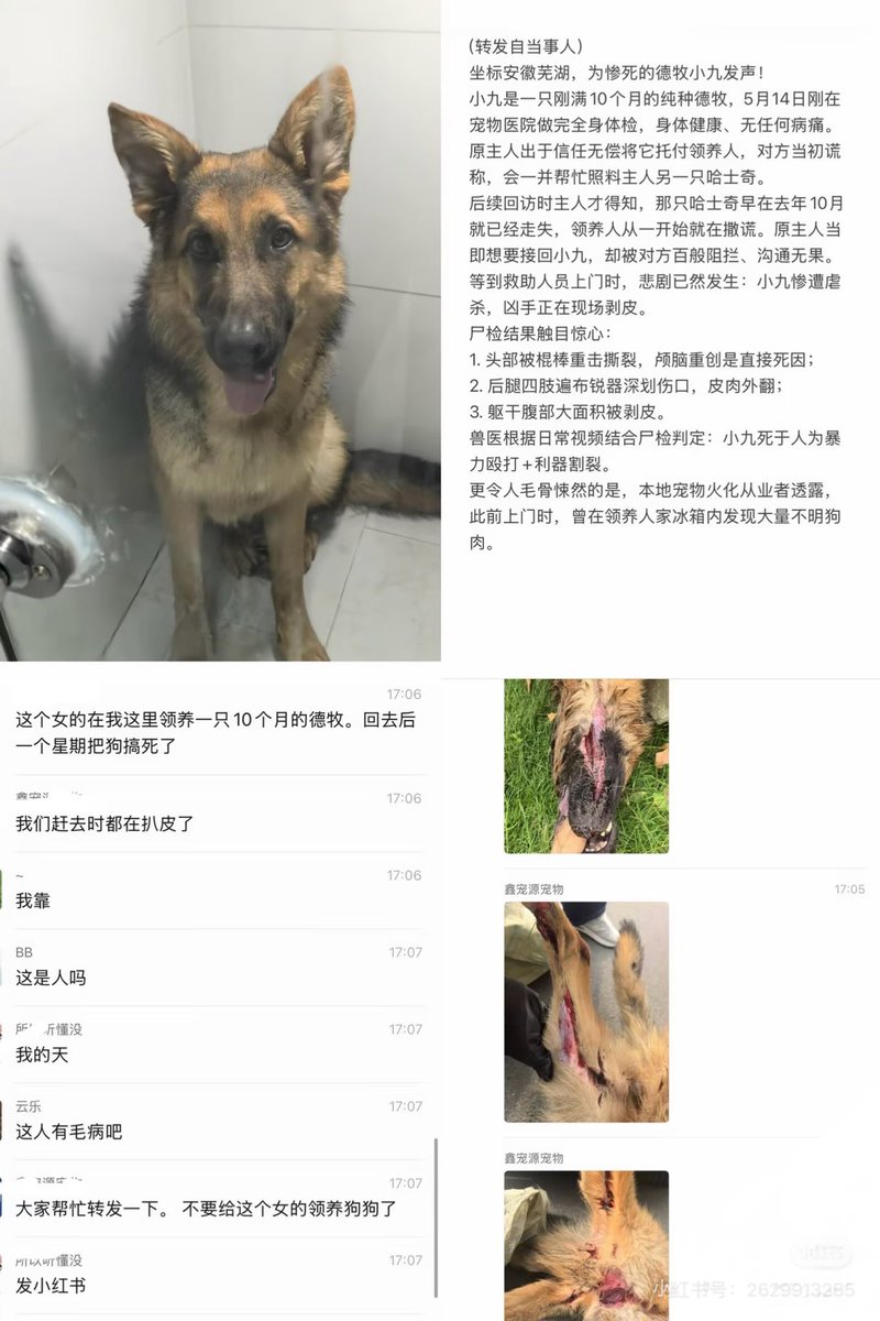 CescAshraf's tweet photo. 这两天发生的，安徽芜湖版的“冬冬” 热度已经开始发酵了，也是领养后被虐杀，大家一起为芜湖德牧小-九发声 https://t.co/yEaaKZVOgM