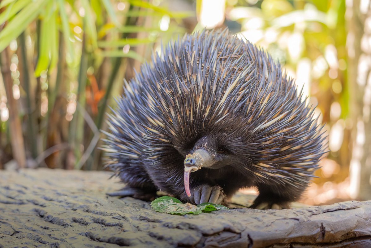 AustraliaZoo's tweet photo. Name this animal…wrong answers only😂 https://t.co/fG3v7eh06z