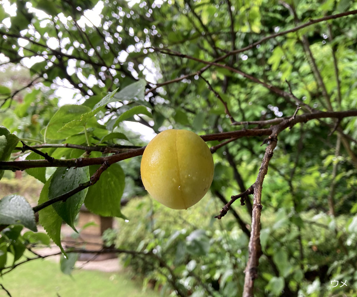 gotoh_museum's tweet photo. 【庭園だより】雨上がりの庭園の様子です（本日撮影）。展覧会とともにお楽しみください。「館蔵 陶芸展 時代を超えた珠玉のやきもの」は7月20日まで。滑りやすい箇所もありますので、散策の際には、お⾜元に⼗分ご注意くださいますようお願い申し上げます。
#五島美術館 #アジサイ #クチナシ #ウメ https://t.co/Ze14Fmh2GP
