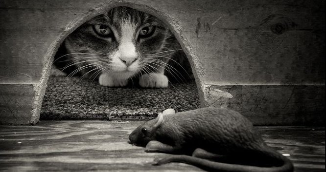 veloriahq's tweet photo. “𝘞𝘩𝘦𝘯 𝘵𝘩𝘦 𝘮𝘰𝘶𝘴𝘦 𝘭𝘢𝘶𝘨𝘩𝘴 𝘢𝘵 𝘵𝘩𝘦 𝘤𝘢𝘵, 𝘵𝘩𝘦𝘳𝘦 𝘪𝘴 𝘢 𝘩𝘰𝘭𝘦 𝘯𝘦𝘢𝘳𝘣𝘺.”

— 𝘈𝘧𝘳𝘪𝘤𝘢𝘯 𝘗𝘳𝘰𝘷𝘦𝘳𝘣 https://t.co/mywTwCLbuW