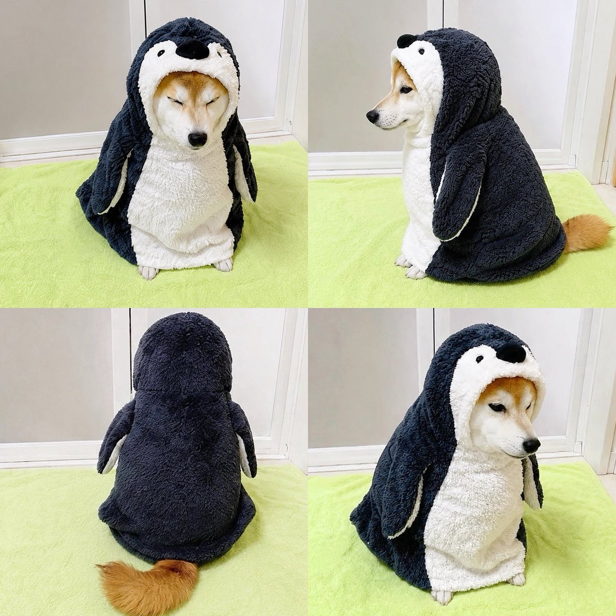 gcganxy's tweet photo. @Pumpfun Gsks4bWgKUCaBA6yzQSrBCAmbLbEtLEHXMMaUshxpump

Internet celebrity pet+pump returns to the peak of pump
@momonosekaiii 😑@blknoiz06 @solana https://t.co/8YrSCTxebW