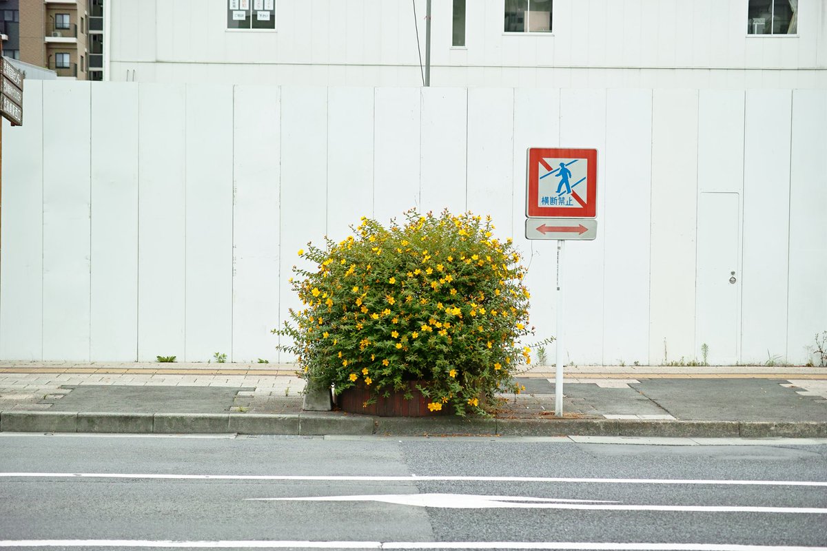 ayaography's tweet photo. 群馬県。
あたりまえをあたりまえにできる方の多いところ。

カフェで席を探していたら「もう出ますからどうぞ」。

信号のない横断歩道で停まると渡ったあと丁寧にお辞儀する小学生。

エレベーターに乗り込むと「何階ですか?」。

また来たい。

🗺️ #群馬県
📸 #dp3quattro https://t.co/MDwZl3GA1s