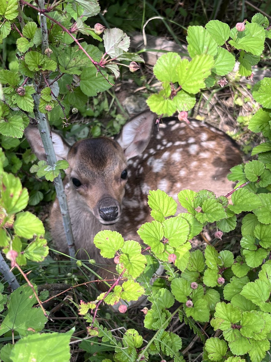 actpal_official's tweet photo. 🦌川辺の草むらで子鹿を発見✨

愛らしい姿に癒やされますが、近年は鹿による森林や農作物への影響も課題となっています。

自然の恵みと課題、その両方を感じられるのも笠取ならでは🌿
※子鹿は夕方には山に帰って行きました⛰️

#アクトパル宇治  #自然共生 #アウトドア #子鹿 #うちの宇治 https://t.co/f158pKB6NE